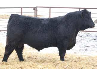 81 136 78 %Rank 45 85 15 25 40 75 10 3 25 55 1 60 45 20 5 Homo Polled & Homo Black. This guy is a moderate, long-bodied, heavy muscled bull. These Substance calves have really impressed us.