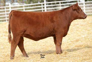 GM CD WW YW MK HPG CM MB YG CW RE 54 46 1 1.1 60 86 19 6 11 0.17 0.16 23-0.36 J6 Ms Betty On Fire C 504 is genetically derived from some of the most powerful blood available to the seedstock industry.