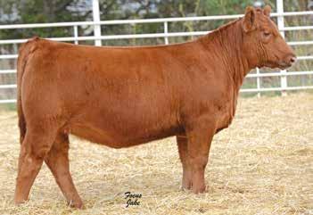 WW YW MK HPG CM MB YG CW RE 3-0.3 48 70 24 5 6 0.38-0.02 11 0.11 J6 Porche C806 is from some of the lines that have been most successful in the show ring.