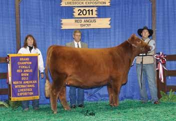 MAJESTIC PEEK A BOO X19 DAM OF LOT 17 LOT 18 RED ANGUS FALL OPEN HEIFERS 17 MAJESTIC PEEK A BOO B49 100% AR - 8/5/2014 - Applied For - SGMR B49 - Cat: A VGW GAME PLAN 508 4L VISIONARY 100 PERFORMISS
