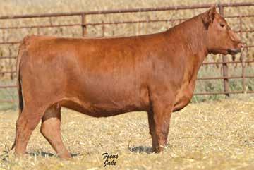 LOT 19 LOT 20 RED ANGUS BRED HEIFERS 19 J6 MS.