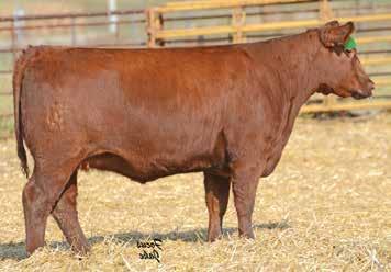 LOT 23 LOT 24 RED ANGUS BRED HEIFERS 23 J6 MS.
