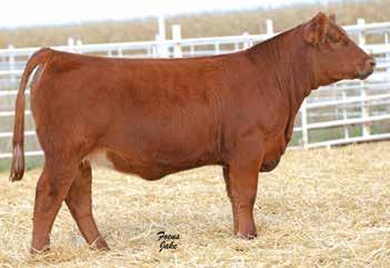 2 61 84 21 10 22-0.05 0.48-0.012 0.19 131 70 Here is a red beauty. This April heifer combines power and soundness in a maternal package that places her in elite company.