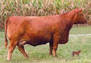 24 RED SOO LINE POWER EYE SIRE OF LOT 68 3 EMBRYOS 69 100% AR - Cat: A RED TOWAW INDEED 104H J6RA BKE INDEED RED SIX MILE FAVORITE 890S NBAR HAMELY S913 WR MS TAMI 1036 WR MS TAMI 721 RED CC