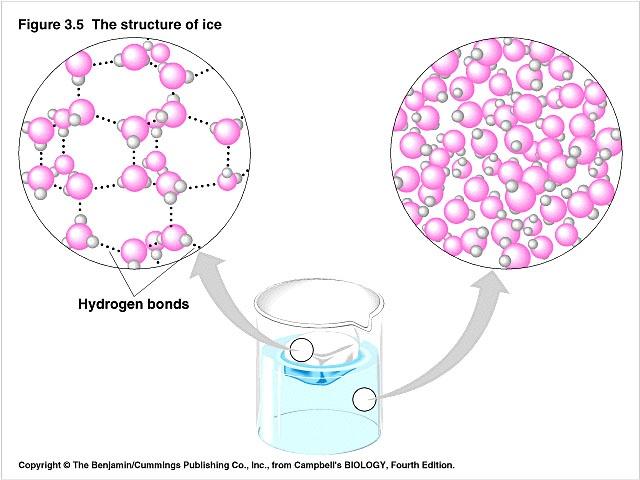 Properties of water: Forms hydrogen