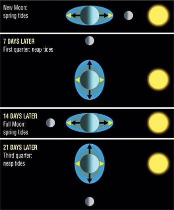 Tides and Their Various Phases & Cycles Tides are generated by differing gravitational pull on the surface of the water from the sun and the moon.