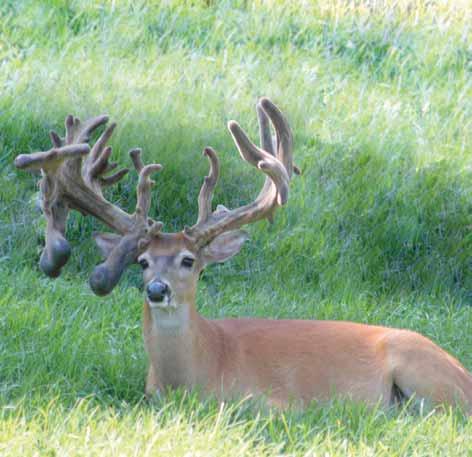 or state agencies (other than Fish and Wildlife) where deer season dates, bag limits or regulations differ from those of the surrounding deer management zone. See page 44 for details.