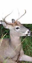 2017 18 Deer Harvest SUMMARIES 2017 18 Total Deer Harvest by Season and Zone DMZ Fall Bow Permit Bow Six-day Firearm Permit Muzzleloader Permit Shotgun 1 100 87 83 124 6 25 12 437 2 506 347 207 278