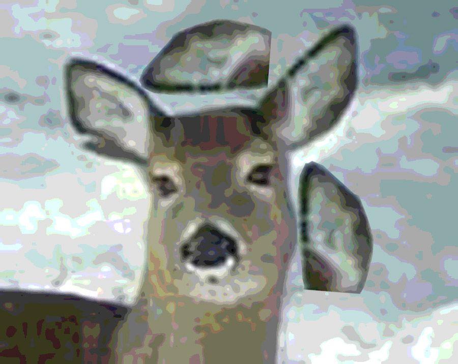Here, the doe is alert, ears forward, listening to YOU!