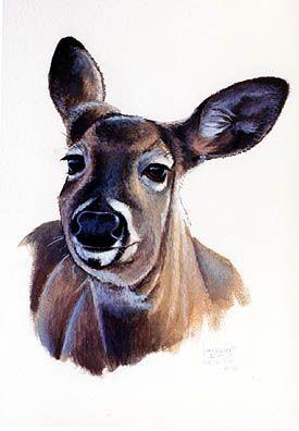 An acrylic of an old doe that sorta took to me well, to