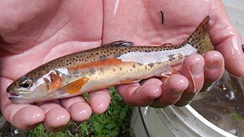 McCloud River Redband rainbow trout, Oncorhynchus mykiss stonei 1 of 11 Heritage Trout Species of
