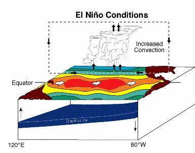 During El Niño, the trade winds relax in the central and western Pacific leading to a depression of the thermocline in the eastern Pacific, and an elevation of