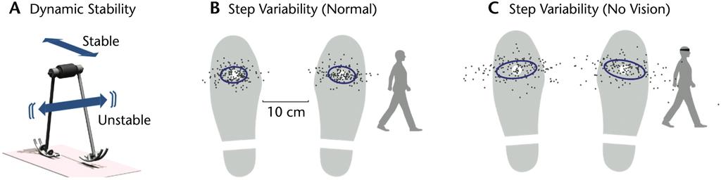 Figure 7. Dynamic stability and human gait variability. (A) Dynamic walking model is stable in the fore-aft direction, but unstable in the lateral direction.