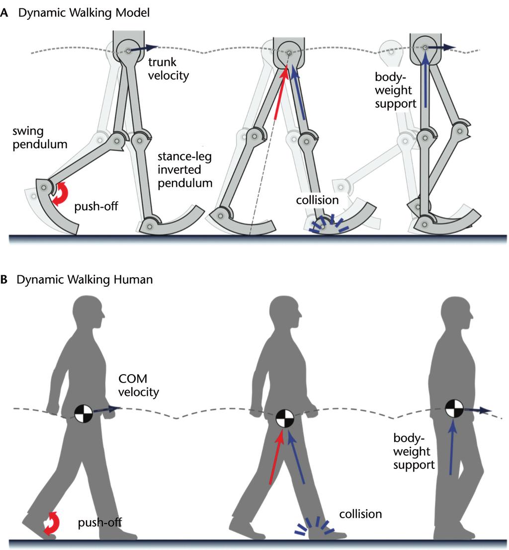 Figure 3. Dynamic walking relies on passive leg dynamics to drive most or all of gait.