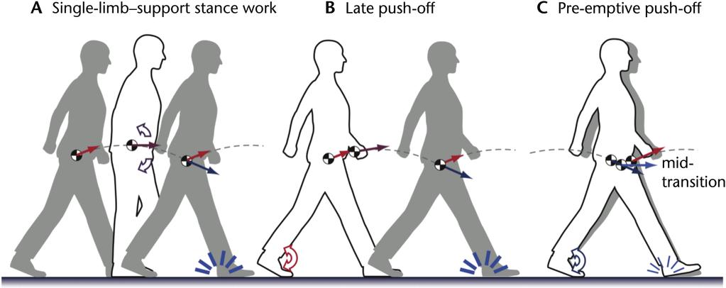 Figure 4. Alternative methods to perform positive work to offset collision losses. (A) Work can be performed during single-limb support stance, for example, by leaning the torso forward.