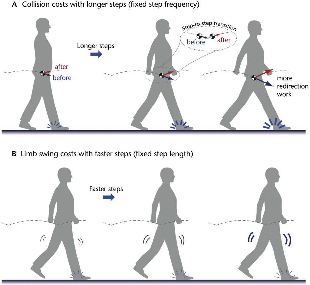 Figure 5. Two competing costs to human walking.