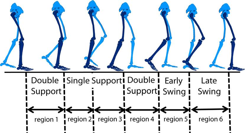 R. L. Routson et al. Modules Across Changing Task Demands Data collection and processing Reflective kinematic markers were placed on the limbs and torso using a modified Helen Hayes marker set.