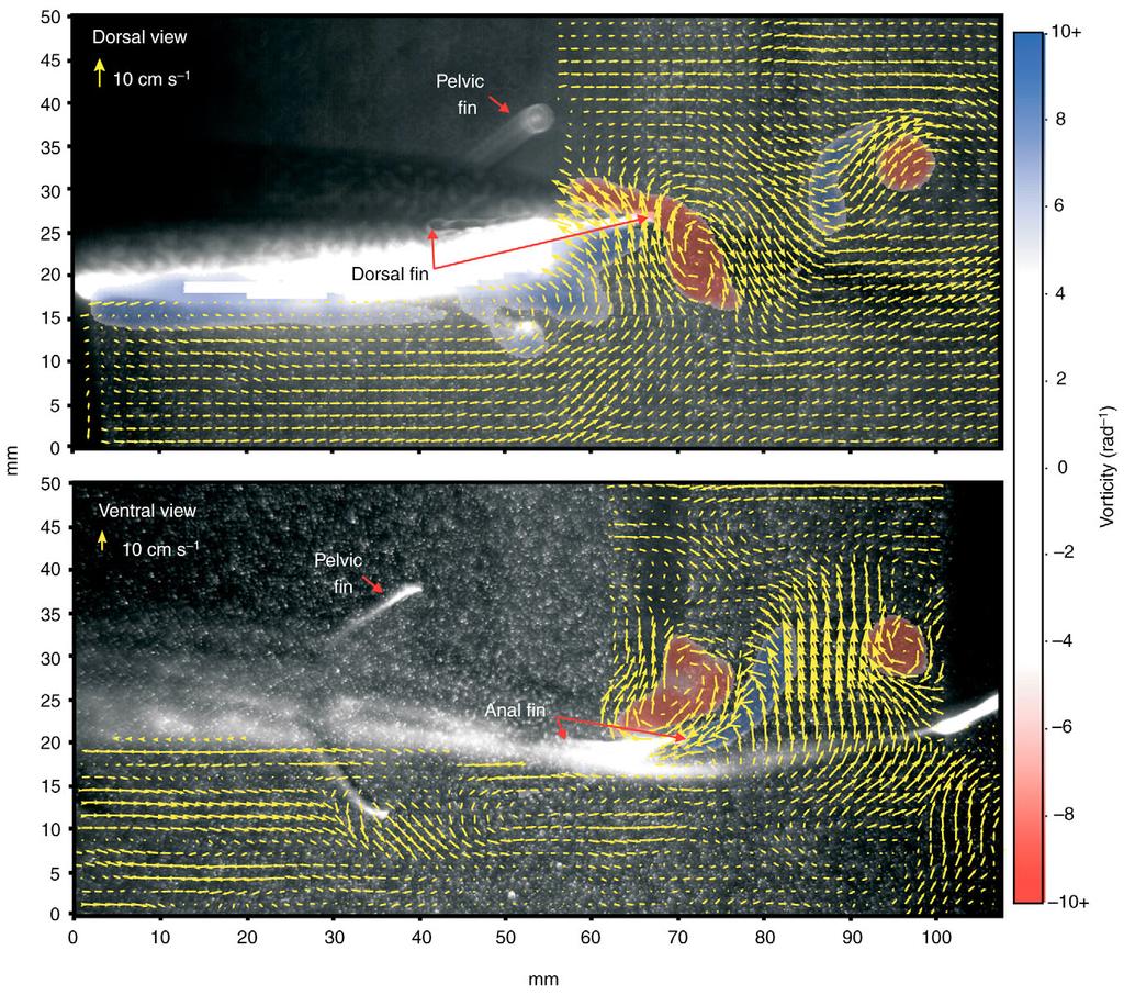 Dorsal and anal fin hydrodynamics in trout 333 Fig. 5. Dorsal and anal fin vorticity and vector plots during steady swimming at 0.5 L s 1.