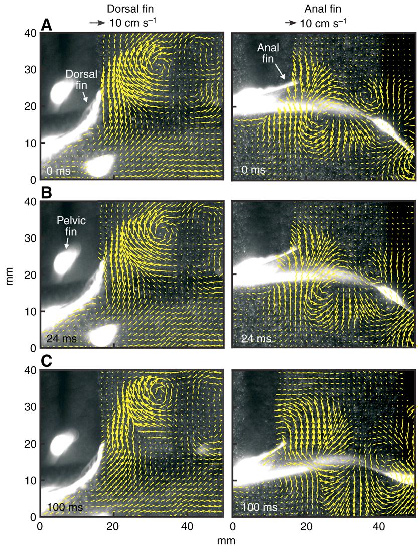 Dorsal and anal fin hydrodynamics in trout 335 oscillation cycle. This allows the lateral force produced by each fin to correspond more closely in time, reducing rolling torque imbalances.