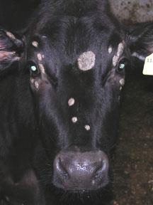 Skin Infections of Particular Concern to 4-H Calves: Ringworm, Warts and Lice Information compiled by the Ontario Association of Bovine Practitioners Calf Health Team including: Dr s Tim Henshaw