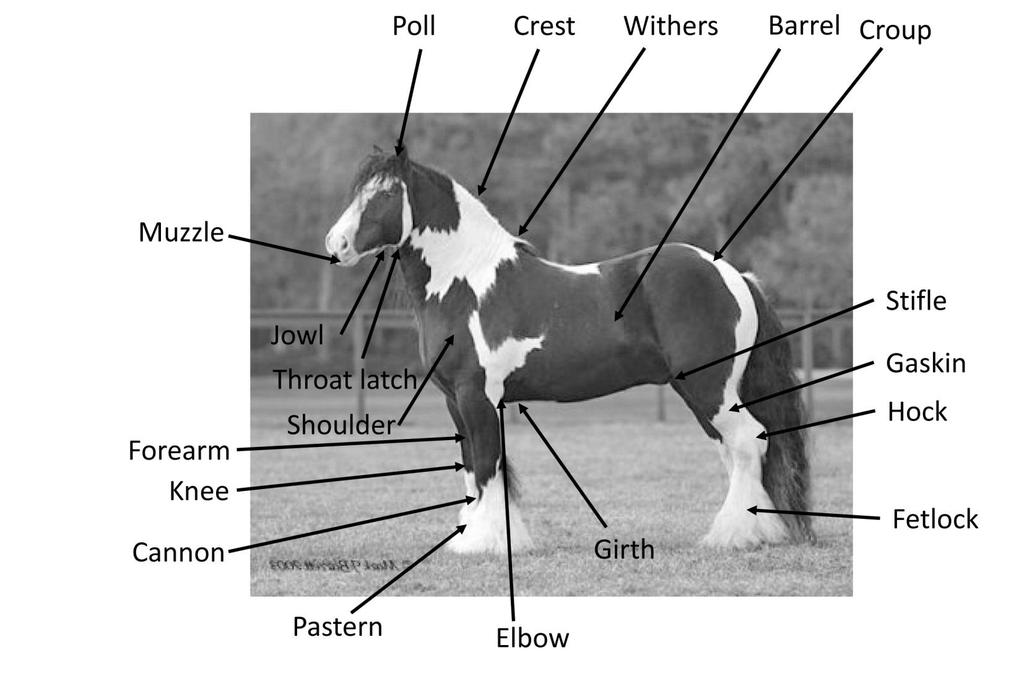 III. Gypsy Vanner Horse Breed Standard The s role in the preservation of the traditions and legacy of the breed can only be accomplished through officially recording the generally accepted