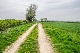 Leave the field via this stile and, with your back to it, walk straight ahead on the path through the crop field which leads you immediately to the right of a large copse of trees.
