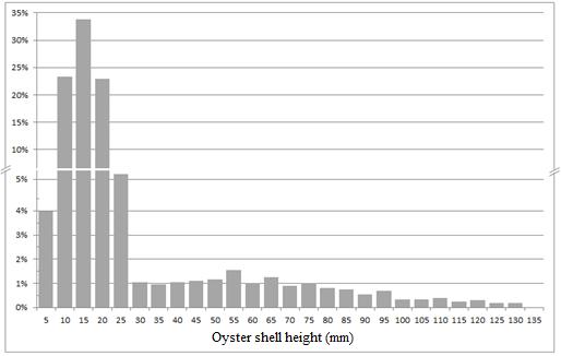 Figure 9. Length Frequency Distributions of shell height (mm) of all oysters sampled on natural and restoration oyster reefs within Great Bay.