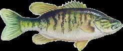 Pumpkinseed Sunfish Bluegill Sunfish White