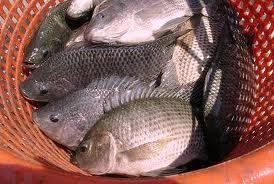 - The need to produce more fish for