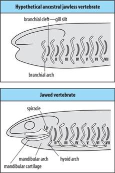 Agnatha - Gnathostomata Junction Gnathostomes: jawed vertebrates