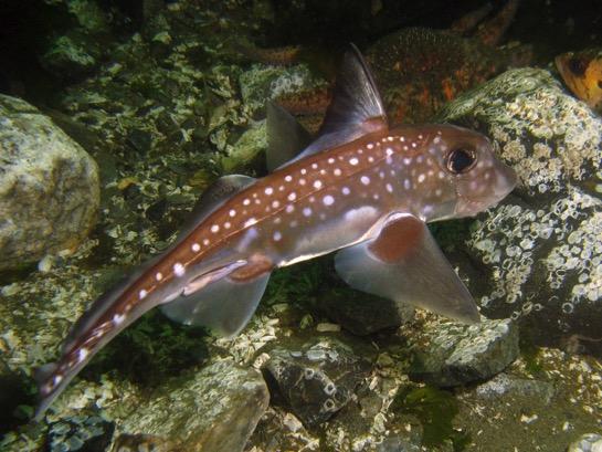 Holocephalans - Chimaeras - Ratfish Synapomorphies: