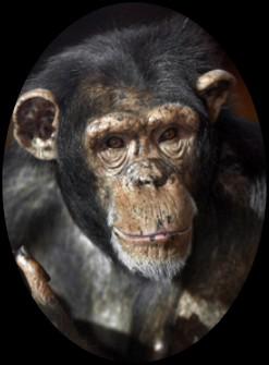 CHIMPANZEE Palm oil is an ingredient in many products that we can find in the supermarket and drugstore.