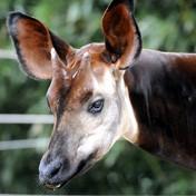 OKAPI These animals are close relatives of giraffes. Their coat patterns allow them to blend in to their forest habitat.