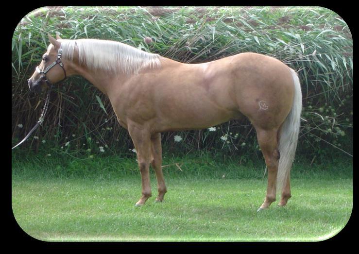 Our hearts go out to Gigi Challas on the loss of her 14 year old palomino stallion Gunsmoke Fritz.