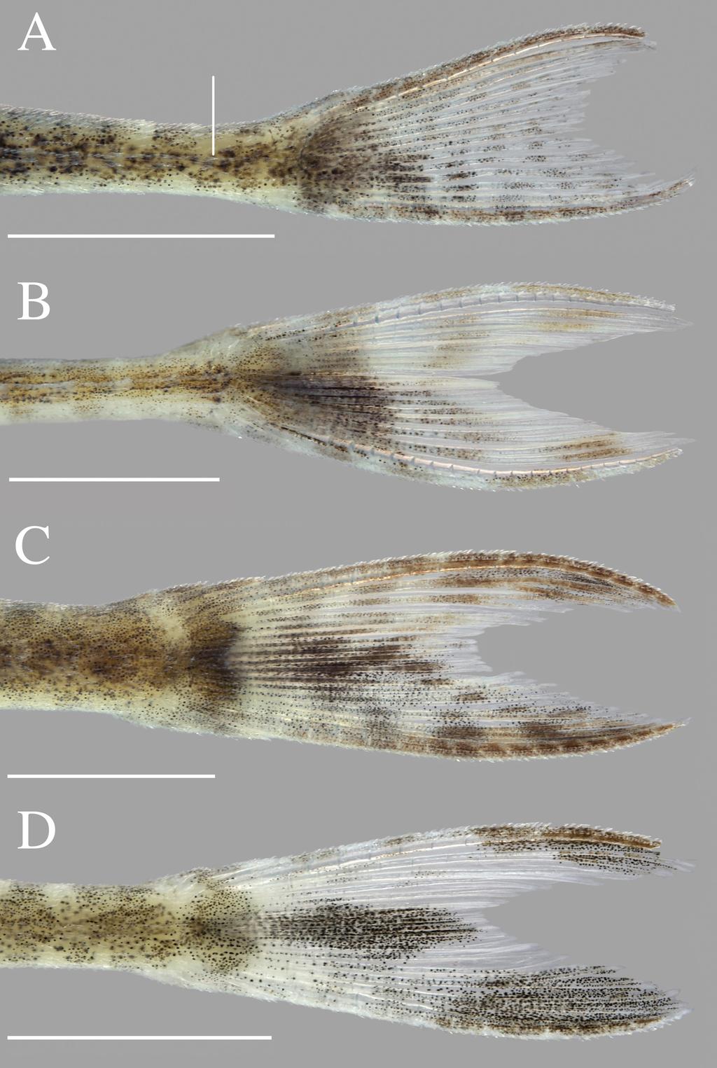 FIGURE 5. Pigmentation pattern in caudal fin of (A) Oxyropsis ephippia, 29.1 mm SL (ANSP 180664) (B) Oxyropsis wrightiana, 50.1 mm SL (ANSP 178336), (C) Hypoptopoma guianense, 41.