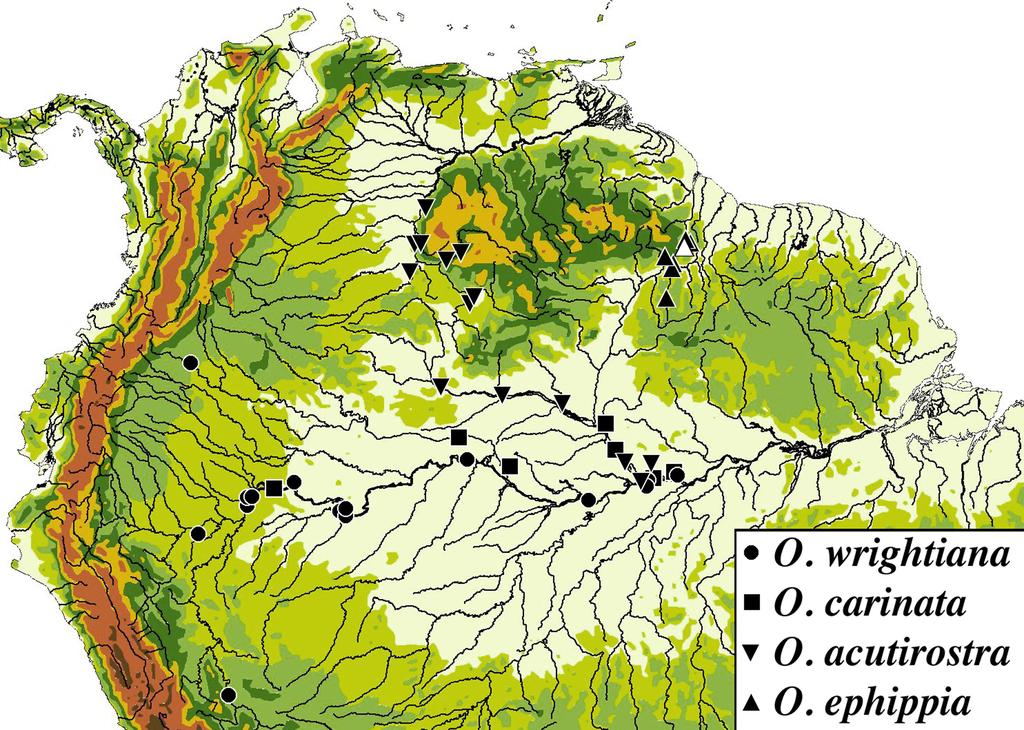 FIGURE 6. Drainage map of northern South America showing distribution of species of Oxyropsis (modified from Aquino & Schaefer, 2002).