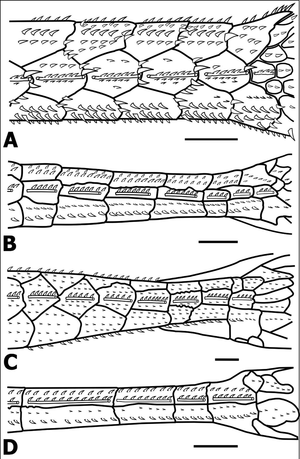 FIGURE 1. Left lateral view of the posterior caudal peduncle of (A) Oxyropsis ephippia, (B) O.