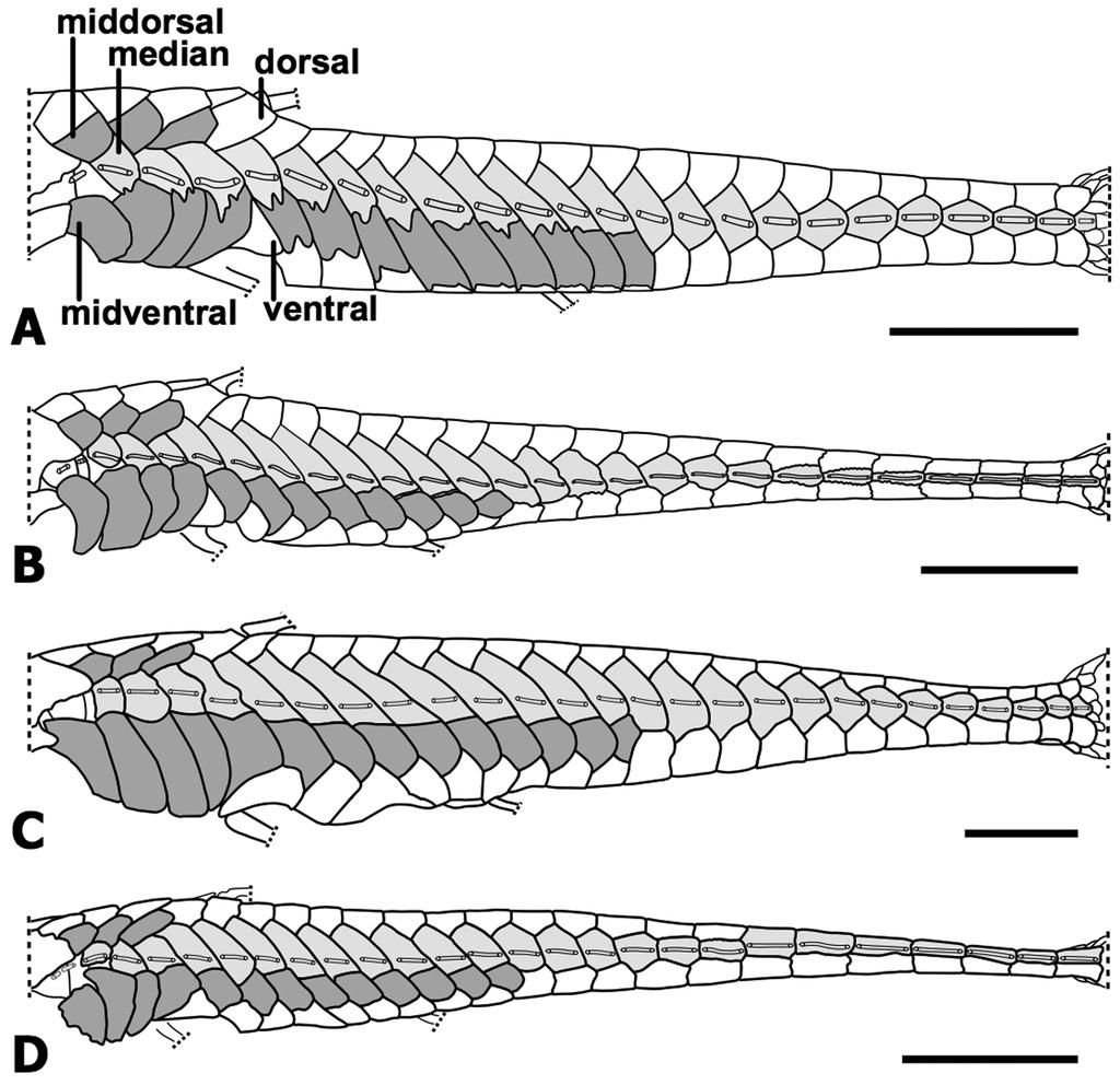 FIGURE 2. Left lateral view of the trunk plates in (A) O. ephippia, (B) Oxyropsis wrightiana, (C), O. carinata, and (D) O. acutirostra.