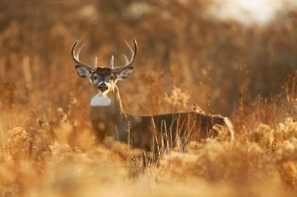 Plants That Are Important To Deer Throughout most of the year, food and cover is pretty much the number one and number two things on a deer s mind.