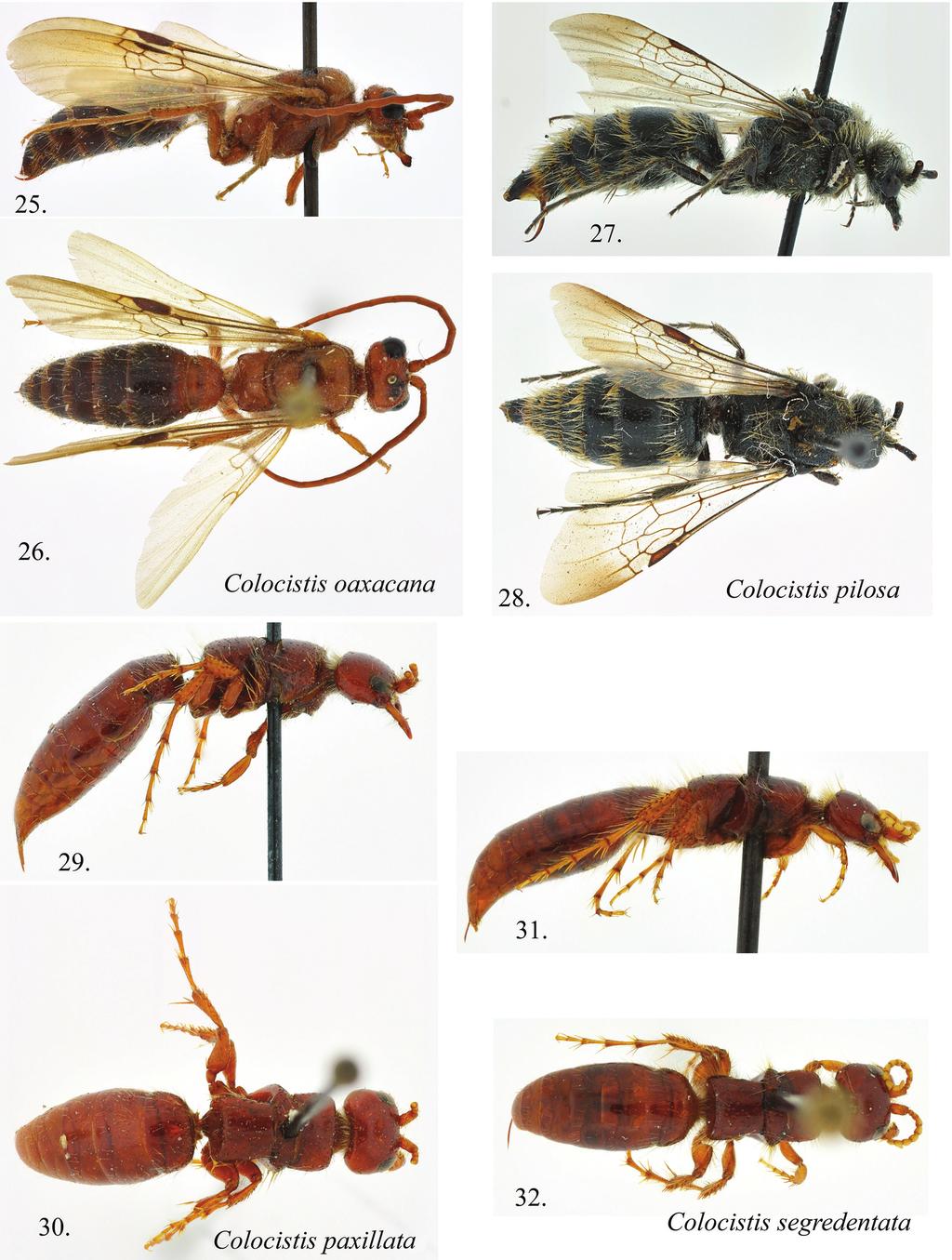 14 L.S. Kimsey & M.S. Wasbauer / Journal of Hymenoptera Research 33: 1 24 (2013) Figures 25 32. 25 28. Males. 29 32 Females.