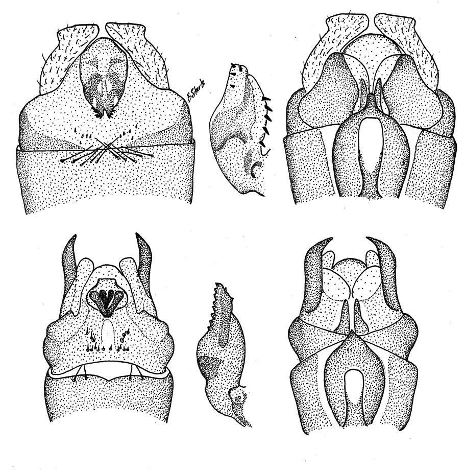 1 2 3 4 5 6 Figs. 1-6. Nemoura male genitalia. N. apicalis (1-3), 1. Male terminalia, dorsal. 2. Epiproct, lateral. 3. Male terminalia, ventral.