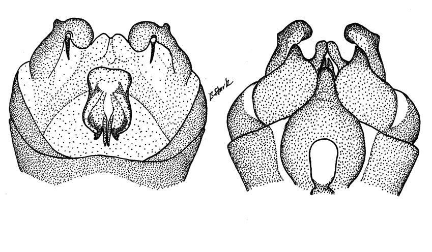 7 8 Fig. 7-8. Nemoura magniseta. 7. Male terminalia dorsal. 8. Male terminalia, ventral. lateral lobes.