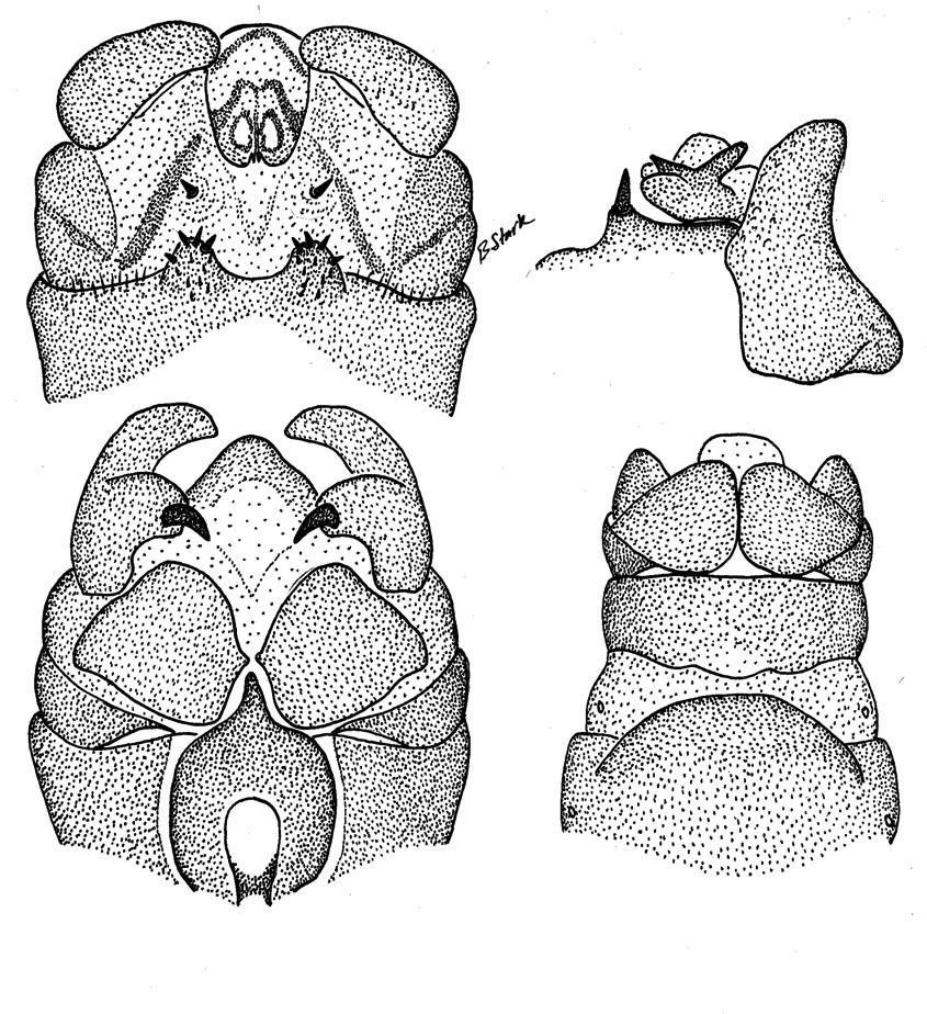 9 10 11 12 Figs. 9-12. Nemoura neospiniloba. 9. Male terminalia, dorsal. 10. Male left cercus, tergum 10 and epiproct, lateral. 11. Male terminalia, ventral. 12. Female terminalia, ventral.