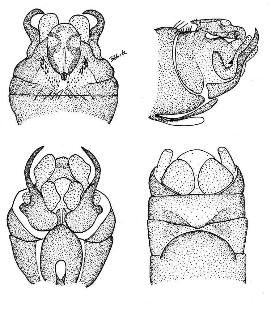 13 14 15 16 Figs. 13-16. Nemoura raptoraloba. 13. Male terminalia, dorsal. 14. Male terminalia, lateral. 15. Male terminalia, ventral. 16. Female terminalia, ventral.