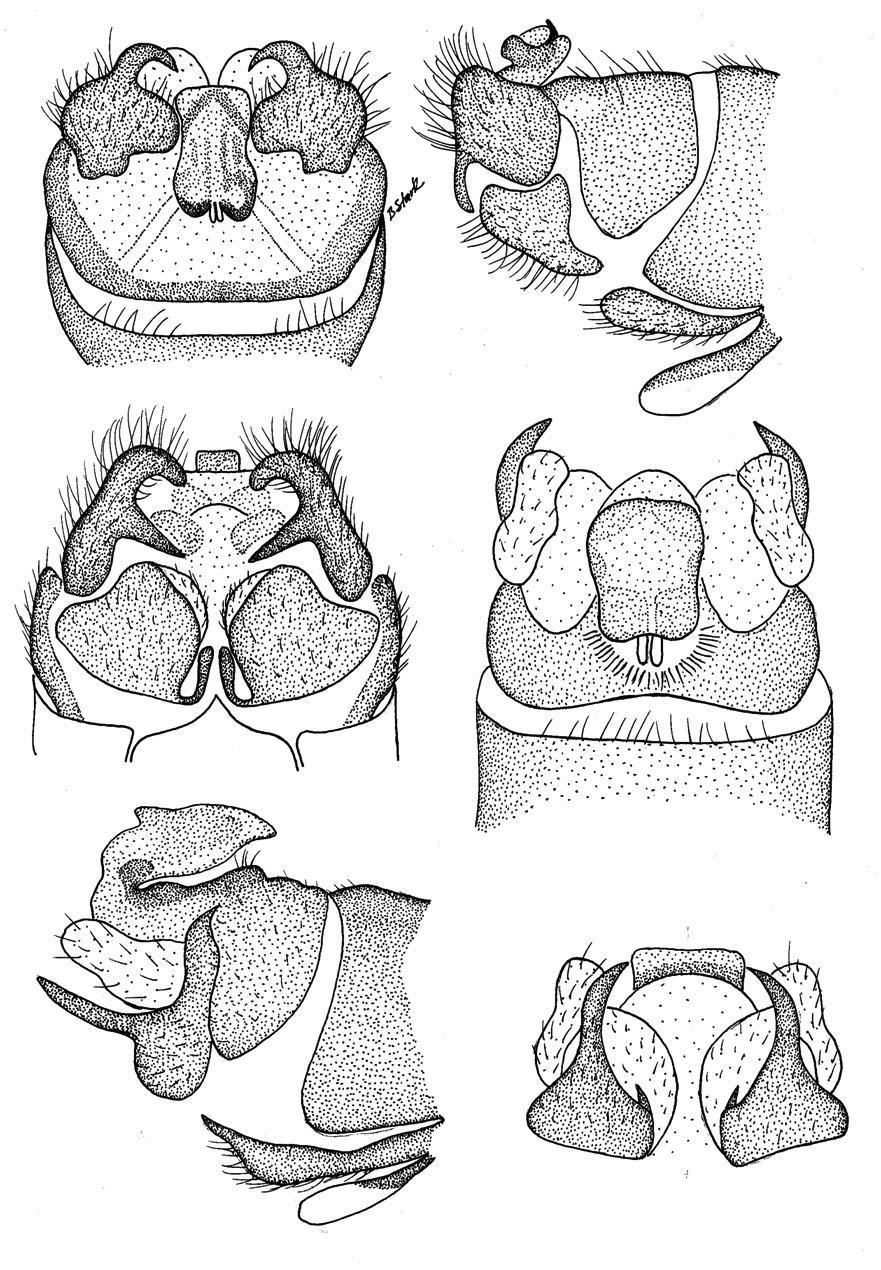 21 22 23 24 25 26 Figs. 21-26. Nemoura male genitalia. N. stylocerca (21-23), 21. Male terminalia, dorsal. 22. Male terminalia, lateral. 23. Male terminalia, ventral. N. tenuiloba (24-26), 24.
