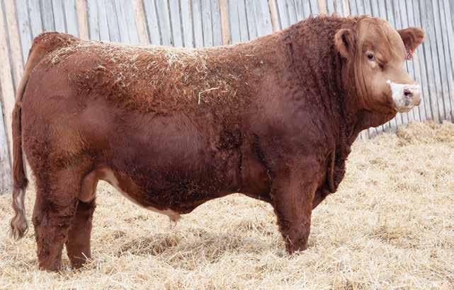 6 BLCC MR SLEDGE 351B BLCC 351B PG1132392 9 APRIL 2014 A dark red, long-bodied Sledge son that should add uniformity and consistency to his calf crop.