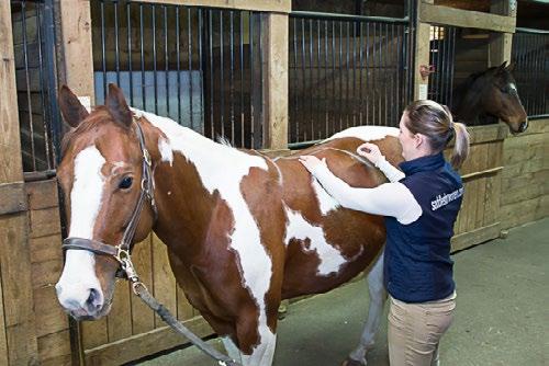 Saddle and tack Static assessment and measurements of: tree integrity, condition of billet, stitches and leather, saddle pad, saddle length, billet position, gullet width, vertical and horizontal