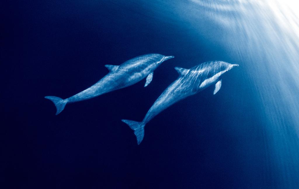 BABY DOLPHINS In Britain, a single calf about a metre in length is born sometime during the summer months, usually between March and September. This is when we run our sea safaris.