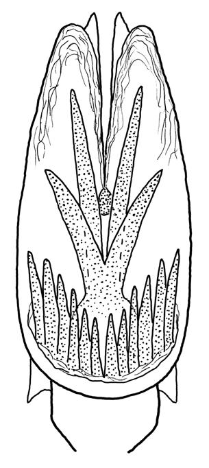 NEW SPECIES OF MICROCADDISFLIES FROM PANAMA INSECTA MUNDI 0437, August 2015 3 basodorsal process, apically divided into 3-4 spikes, subapically with elongate spike, main body an enlarged lobe, which