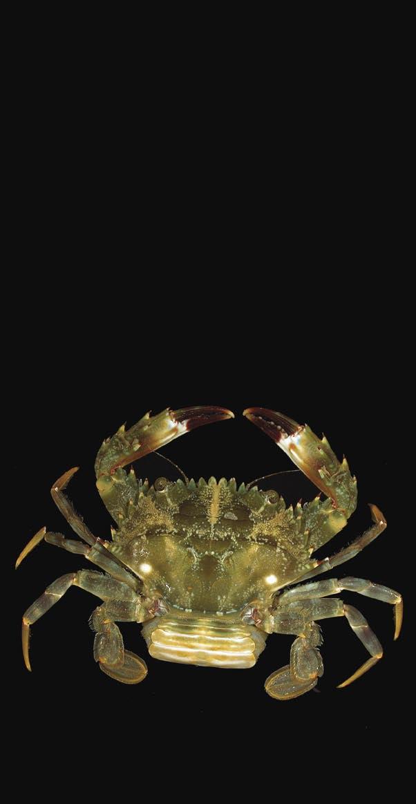 INVERTEBRATE INVADERS Established and Potential Exotics Gulf of Mexico Region Funded by the Coastal Impact Assistance Program through the Mississippi Department of Environmental Quality For